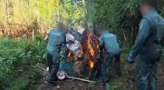 Diyarbakır'da Hevsel Bahçeleri'nde 30 Bin Kök Kenevir Ele Geçirildi