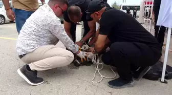 Malatya'da Pitbull Saldırısı: Bir Kadın Yaralandı