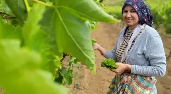 Manisa'nın Sarıgöl ilçesinde Yaprak Toplama Sezonu Başladı