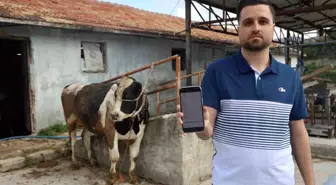 Sosyal Medya Tuzağı: Kurbanlık Tosun İçin 200 Bin TL Dolandırıldı