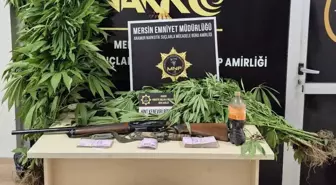 Mersin'de Hint Keneviri Yetiştiren Şüpheli Tutuklandı
