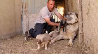 Kangal Köpekleri: Merhamet ve Sadakatin Sembolü