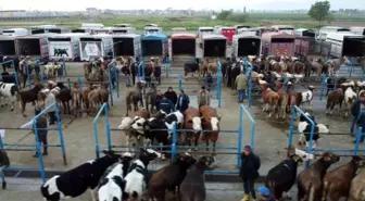 Kurban Bayramı Öncesi Afyonkarahisar'da Kurbanlık Hayvan Satışları Hareketlendi