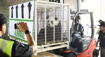 Malezyalılar Dev Panda Çifti Xing Xing ve Liang Liang'a Veda Ettiler