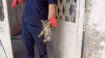 Adana'da Yavru Kedi İtfaiye Ekipleri Tarafından Kurtarıldı