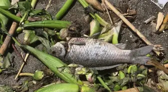 Asi Nehri'nde Balık Ölümleri: Kirlilik ve İklim Değişikliği Etkili