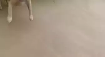 Avcılar'da Sokak Köpeklerinin Saldırısına Uğrayan Genç Kız Kıl Payı Kurtuldu