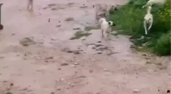 İnegöl'de Başlı Başına Korku: Çocuğa Saldıran Köpek Sürüsü