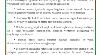 Yaban Domuzları ile Mücadele Başlatıldı
