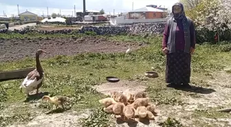 Kars Kazı, Altınla Yarışıyor