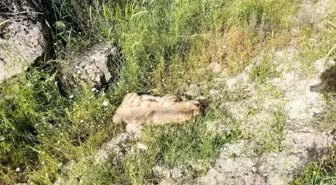 Adıyaman'da Çizgili Sırtlan Otomobil Çarpması Sonucu Telef Oldu
