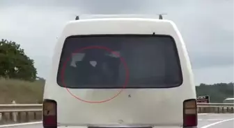 Sakarya'da Trafikte Buzağı Taşıyan Araç Görüntülendi