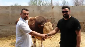 Kayseri'de 'Poyraz' Boğası 540 Bin TL'ye Satıldı