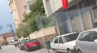 Bursa'da Trafikte Tavus Kuşu Şaşırttı