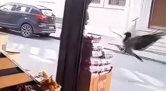 Karga Marketten Yumurtayı Çaldı