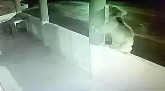 Bayburt'ta Yavru Ayı Alabalık Lokantasına Dadandı