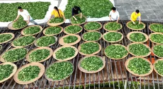 Wuyishan'ın UNESCO'ya Giren Geleneksel Çay İşleme Tekniği