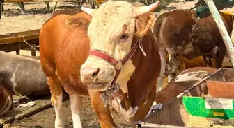 Aliağa'da Kurban Kesim Fiyatları Açıklandı