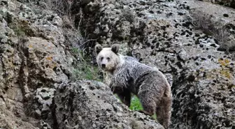 Tunceli'de Ayı Saldırısına Uğrayan Vatandaş Köpekler Sayesinde Kurtuldu