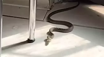 Kedi Yılanı Görünce Zıplayarak Miyavladı