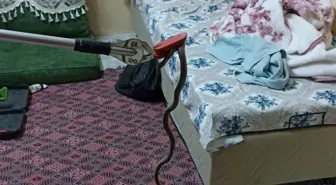 Mersin'de Yılan İtfaiye Ekipleri Tarafından Yakalandı