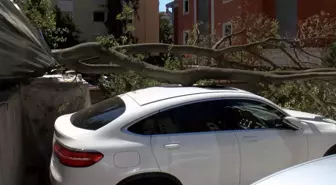 Kadıköy'de İnşaat Alanındaki Ağaç, Park Halindeki Otomobilin Üzerine Devrildi