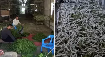 Kilosu 1000 liradan satılan ürün 150 ailenin en önemli geçim kaynağı