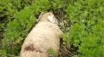Türkeli'de Köpek Saldırısı: İki Küçükbaş Hayvan Telef Oldu