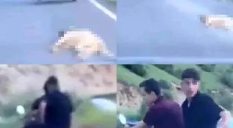 Kahramanmaraş'ta Motosikletle Köpeği Sürükleyen Şahsa 50 Bin TL Ceza