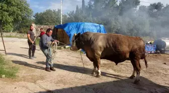 Kurban Bayramı Öncesi Çanakkale'de 450 Bin TL'lik Dev Boğa Satışa Çıkarıldı