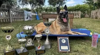 Kahraman Köpek Bob, Son Yolculuğuna Uğurlandı