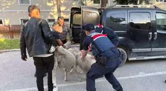 Polatlı'da Koyun Hırsızlığına Gözaltı