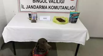Bingöl'de Yolcu Otobüsünde Bonzai Ele Geçirildi