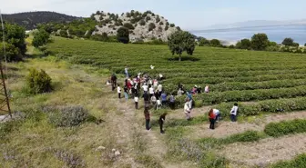 Burdur'da Gül Hasadı ve Ekoturizm Dalgası