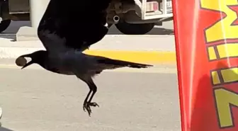 Karga, Poşeti Yırtarak Ceviz Çaldı