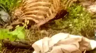 Sakarya'da Dere Kenarında Tek Tırnaklı Hayvan Kemikleri Bulundu