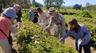 Isparta'da Gül Hasadı Sezonu Başladı: Rekolte Düşüşü ve Gül Turizmi