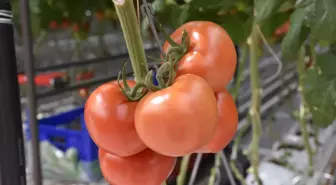 Sivas'ta Sıfır Pestisitli Domates Hasadı ve İhracatı Başladı