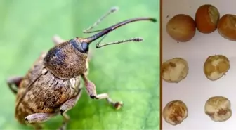 Fındık Kurdu ile Mücadele Zamanı Geldi