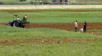 Gercüş'te Çiftçiler Karpuz ve Kavun Tohumlarını Toprağa Ekmeye Başladı