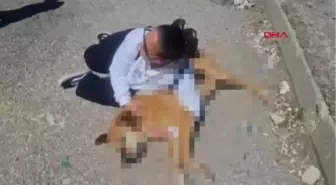 Hayvanseverlerden, belediye önünde 'ölü köpek' ile eylem
