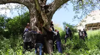 350 Yıllık İmam Ağacı Hala Meyve Vermeye Devam Ediyor