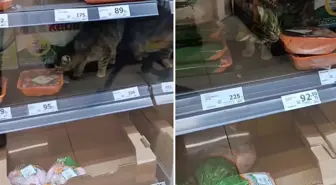 İnsan hayatı bu kadar ucuz mu? Zincir markette çekilen görüntüye bakın