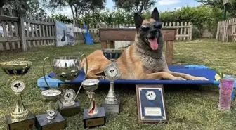 Kahraman köpek 'Bob' hayatını kaybetti