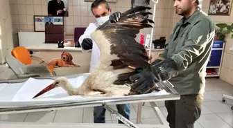 Kaman'da Bulunan Leylek Tedavi Altına Alındı
