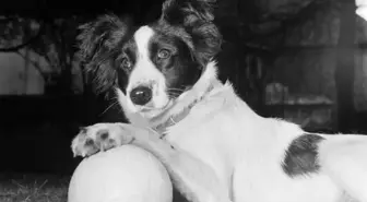 Pickles adlı köpek nasıl ölmüştür? (1966 kayıp dünya kupası)