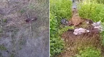 Sakarya'da dere kenarında tek tırnaklı hayvan kemikleri bulundu