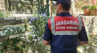 Tüylü Çan Çiçeğini Koparanlara 577 Bin TL Ceza!
