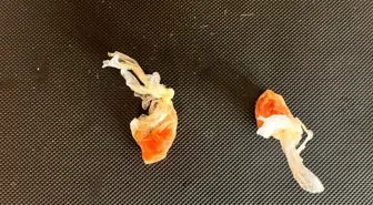 Düzce'de Uyuşturucu Operasyonu: 800 Gram Bonzai Yapabilecek Madde Ele Geçirildi
