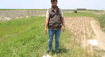 Adana'da Çiftçi, Husumet Uğruna Hayvanları Zehirlenen 77 Küçükbaşın Katline Tanık Oldu